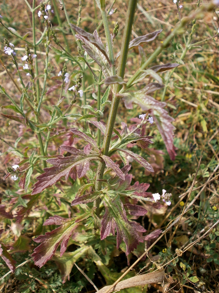 Изображение особи Verbena officinalis.