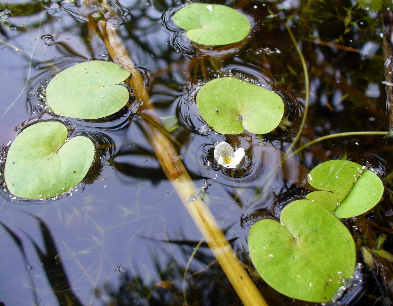 Изображение особи Hydrocharis morsus-ranae.