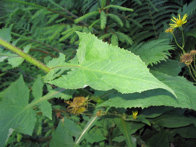 Image of Cicerbita alpina specimen.