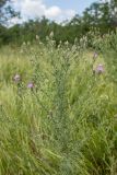 род Centaurea