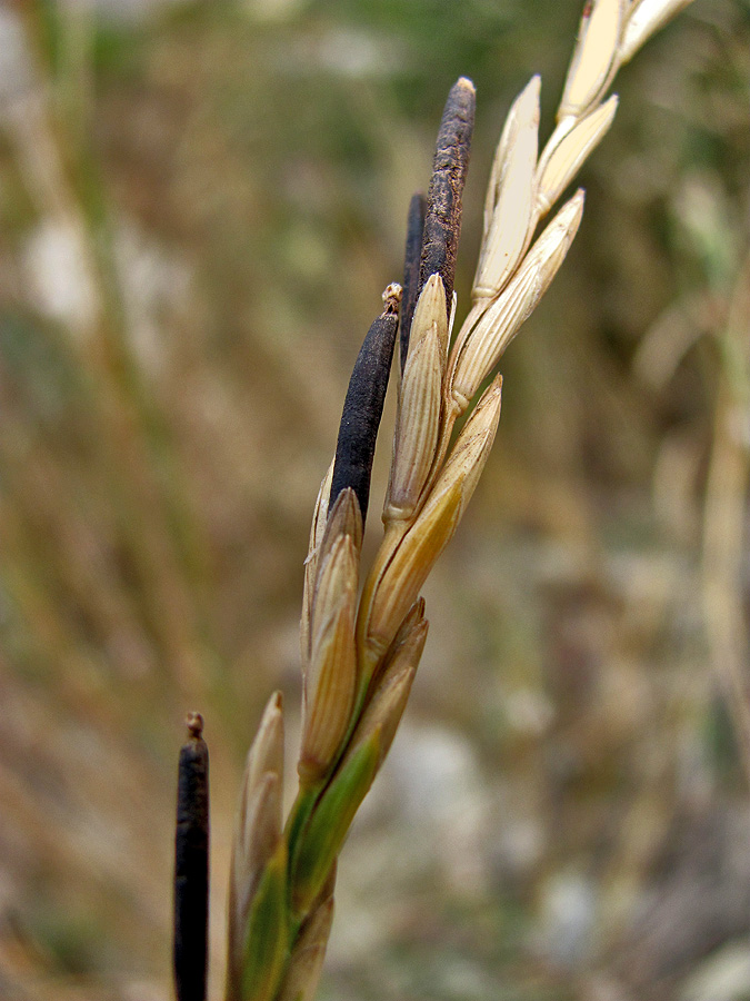 Изображение особи Elytrigia repens.