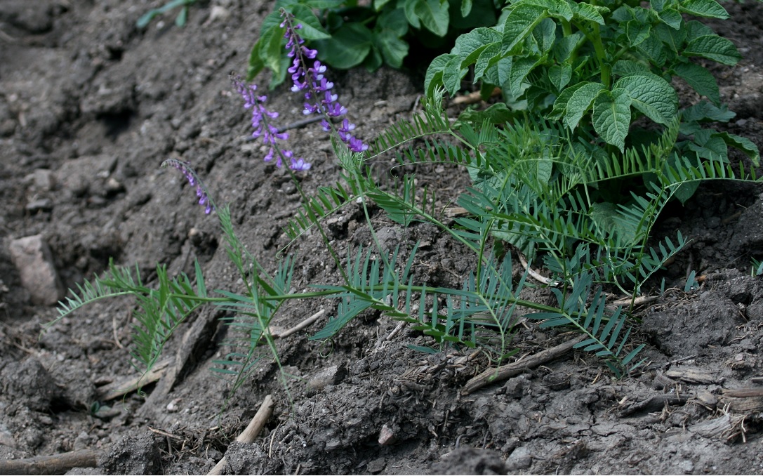 Изображение особи род Vicia.