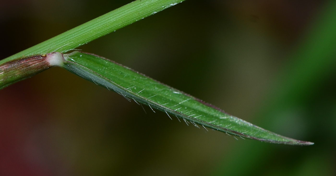 Image of Dactyloctenium aegyptium specimen.