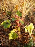 Xanthium orientale