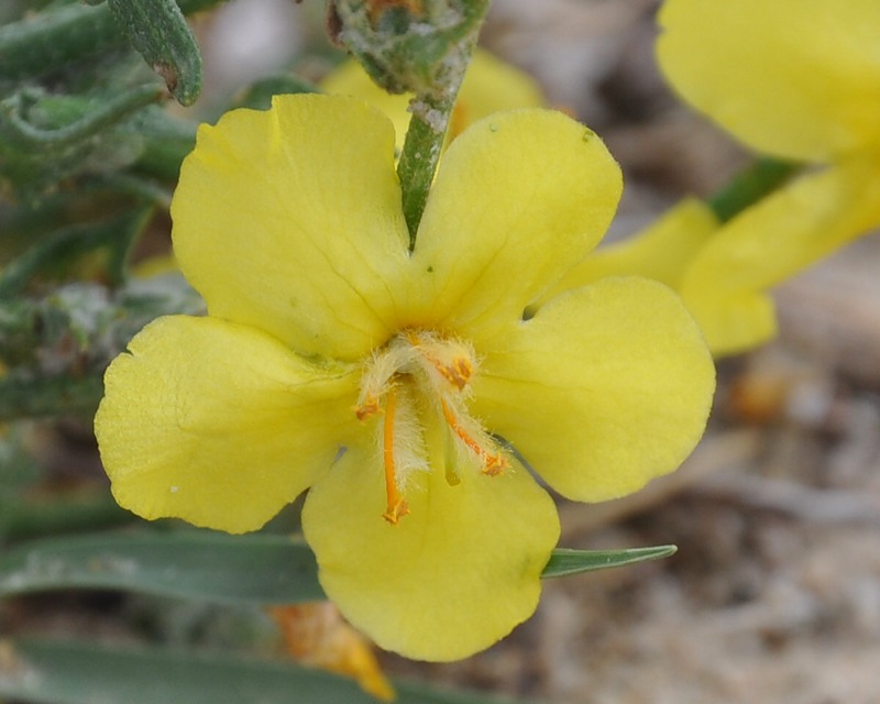 Image of Verbascum pinnatifidum specimen.