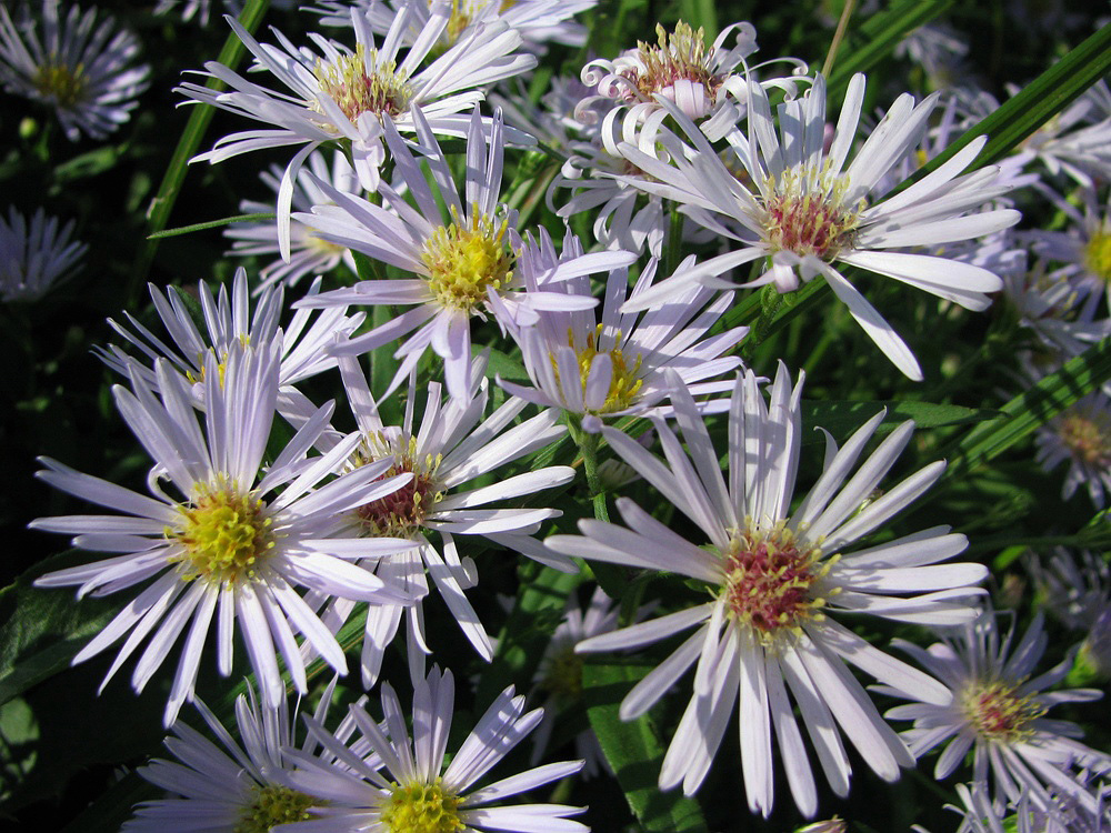 Image of Symphyotrichum novi-belgii specimen.