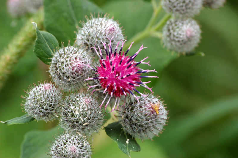 Изображение особи Arctium tomentosum.