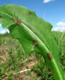 Sonchus arvensis. Лист с поражениями. Окр. Архангельска, свалка древесных отходов. 01.05.2015.