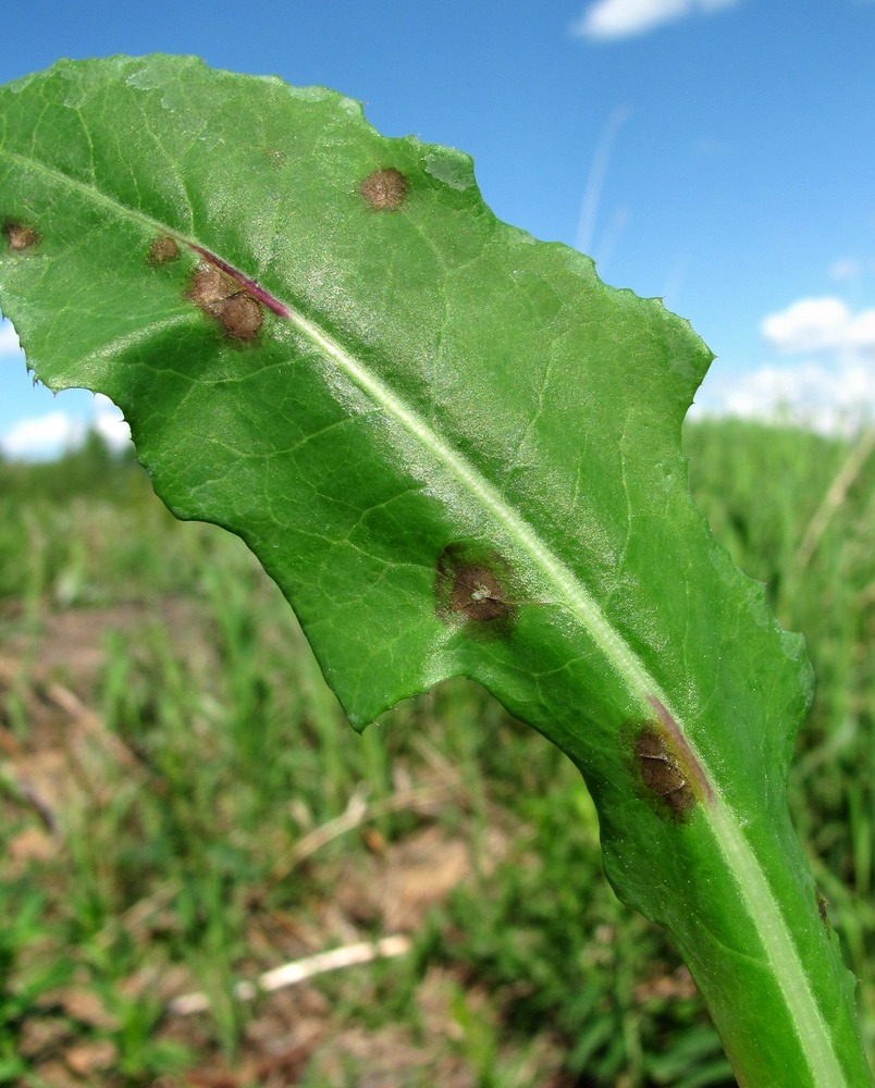 Изображение особи Sonchus arvensis.