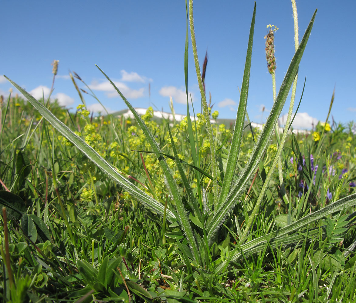 Изображение особи Plantago atrata.