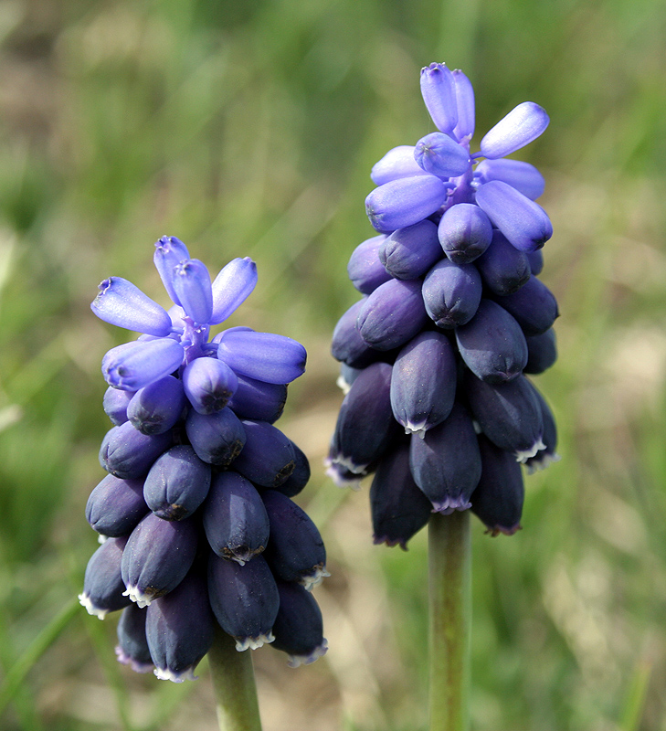 Изображение особи Muscari neglectum.