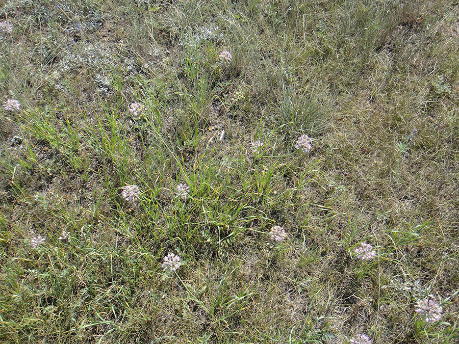 Image of Allium senescens specimen.