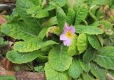 Primula vulgaris. Цветущее растение. Черноморское побережье Кавказа, г. Новороссийск, в культуре. 22 января 2016 г.