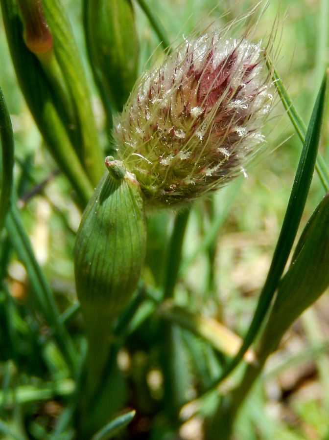 Изображение особи Alopecurus vaginatus.