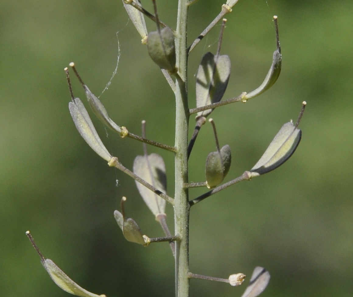 Изображение особи Noccaea lutescens.