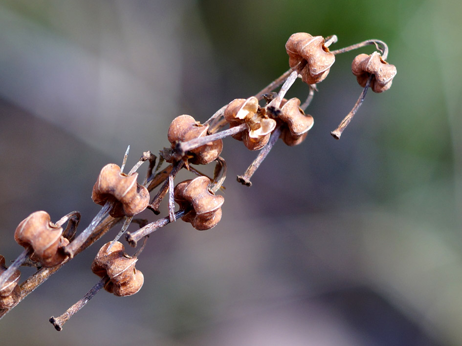 Image of Orthilia secunda specimen.