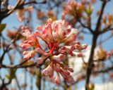 Viburnum farreri