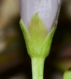 Ipomoea pes-caprae