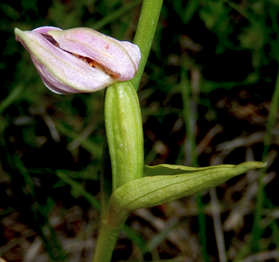 Image of Ophrys apifera specimen.