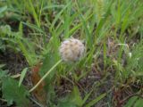 Trifolium fragiferum