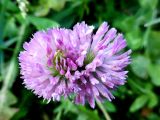 Trifolium pratense. Сросшиеся соцветия. Марий Эл, г. Йошкар-Ола, берег Малой Кокшаги. 09.09.2016.