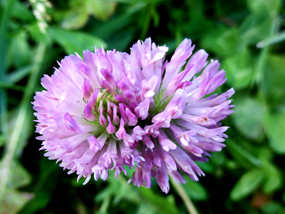 Image of Trifolium pratense specimen.