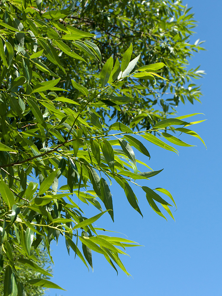 Image of Salix euxina specimen.