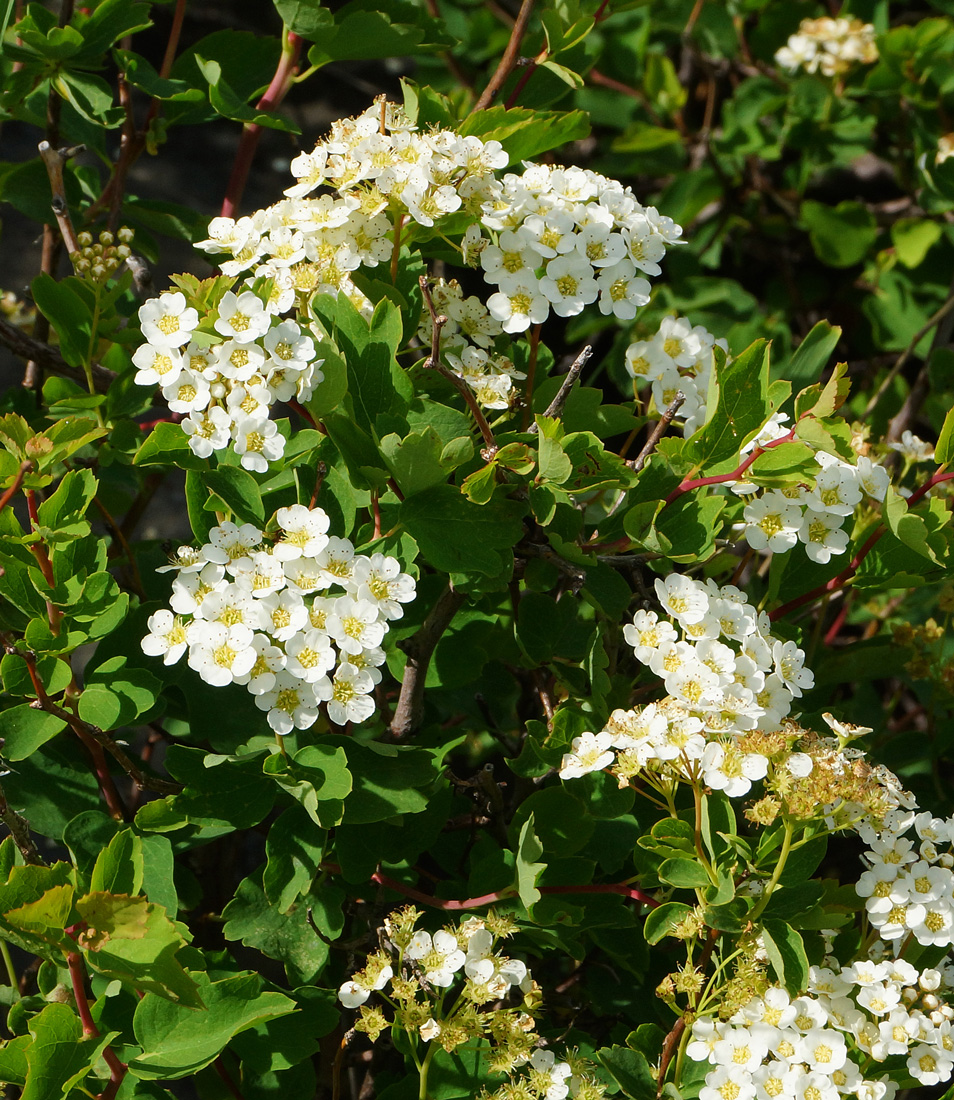 Image of Spiraea trilobata specimen.