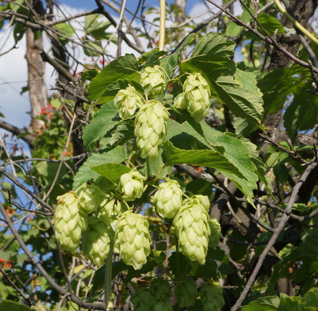 Изображение особи Humulus lupulus.