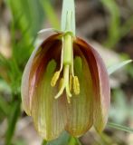 Fritillaria gussichiae