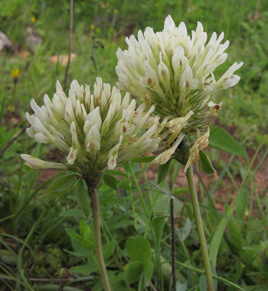 Image of Trifolium canescens specimen.