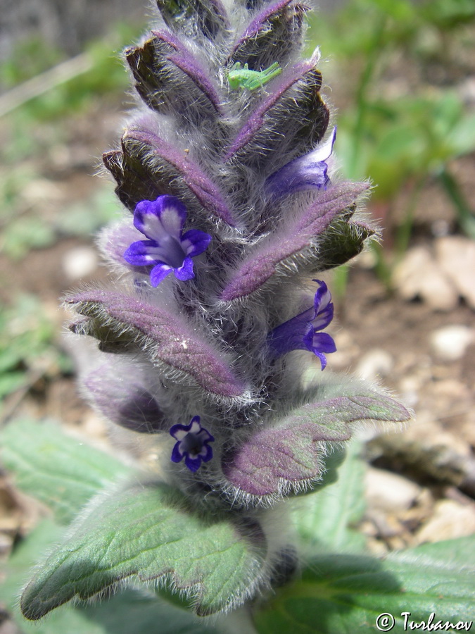 Image of Ajuga orientalis specimen.