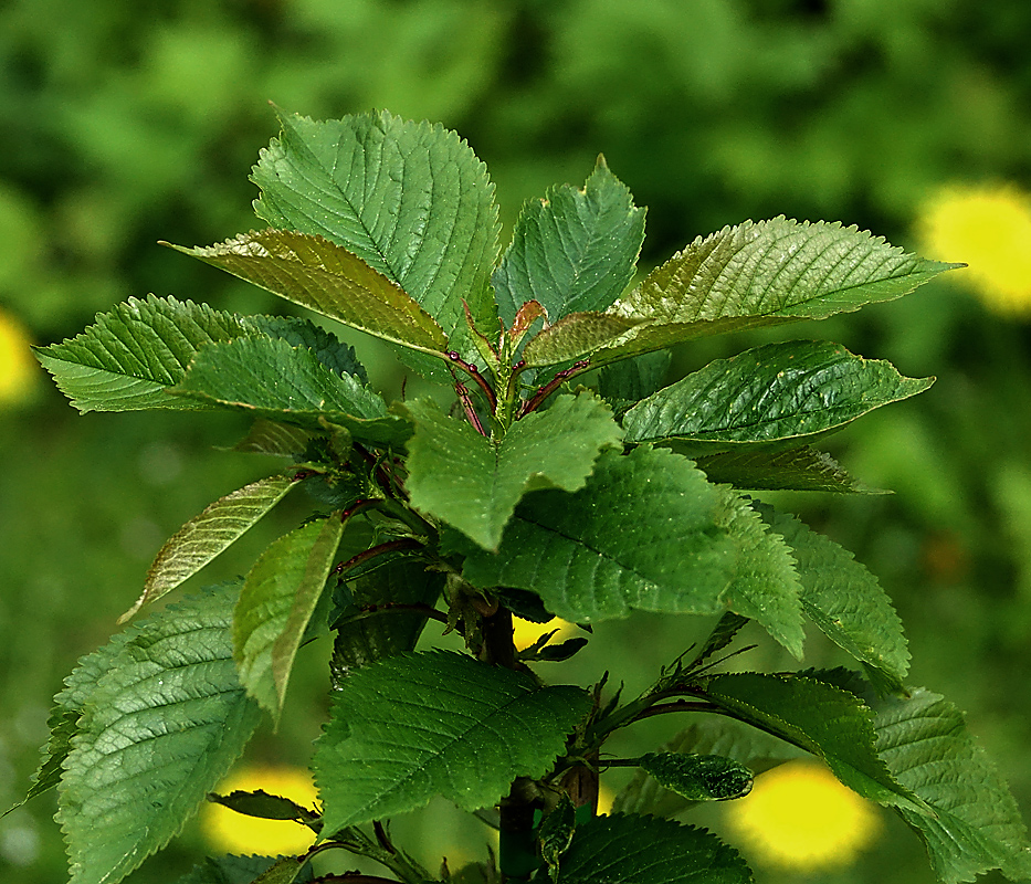 Image of Cerasus avium specimen.