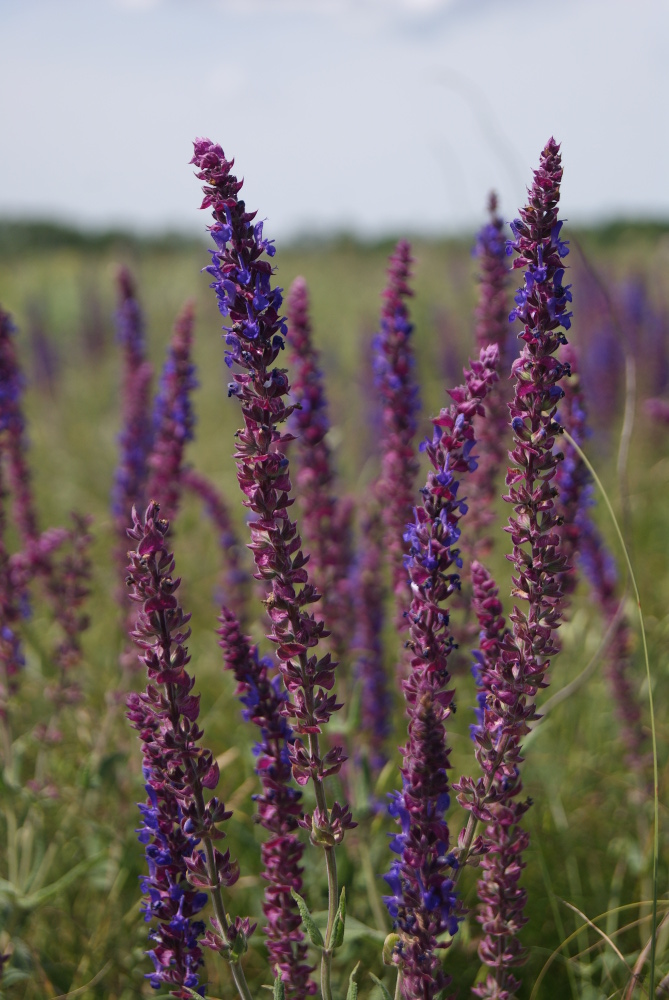 Image of Salvia tesquicola specimen.