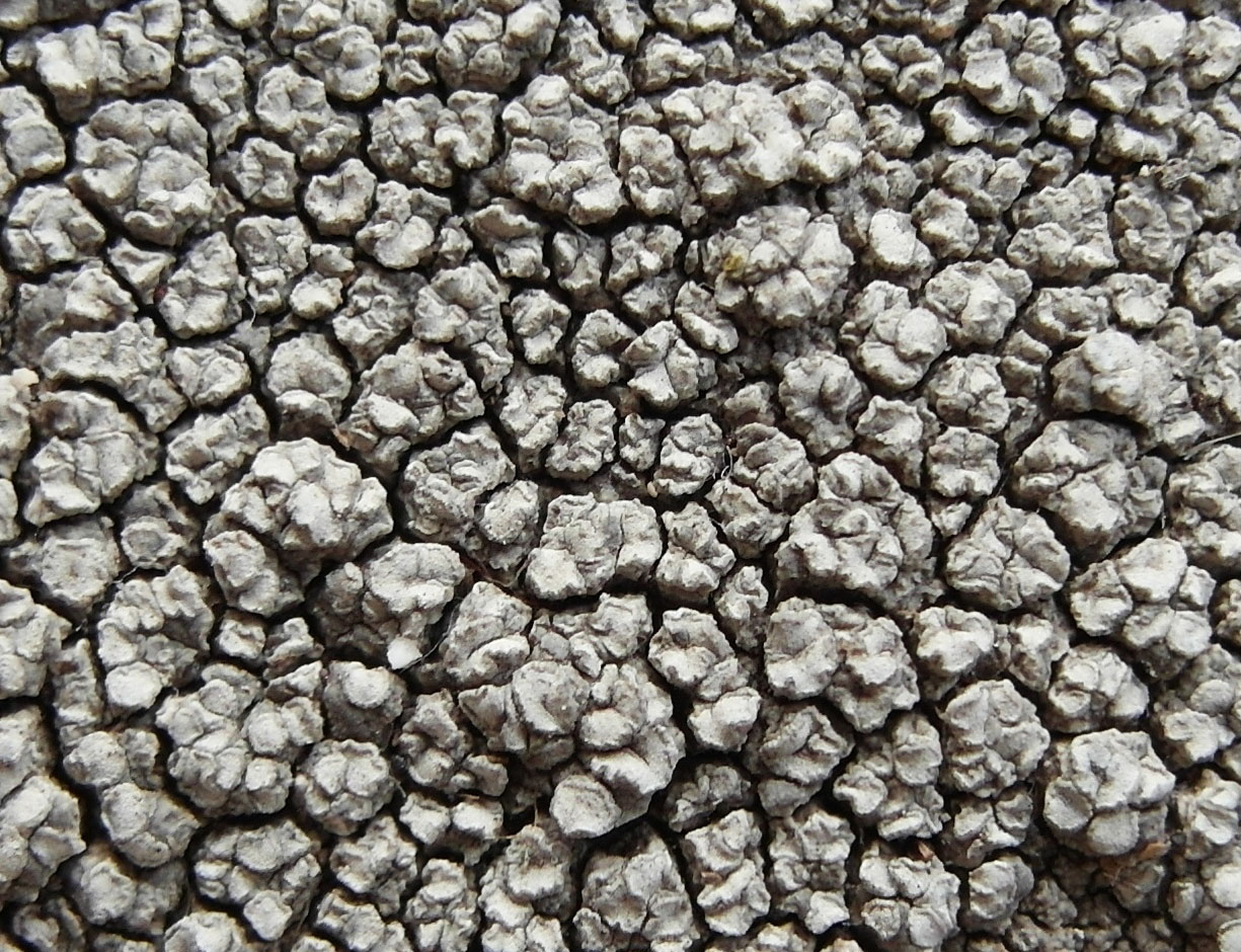 Image of Lecanora rupicola specimen.