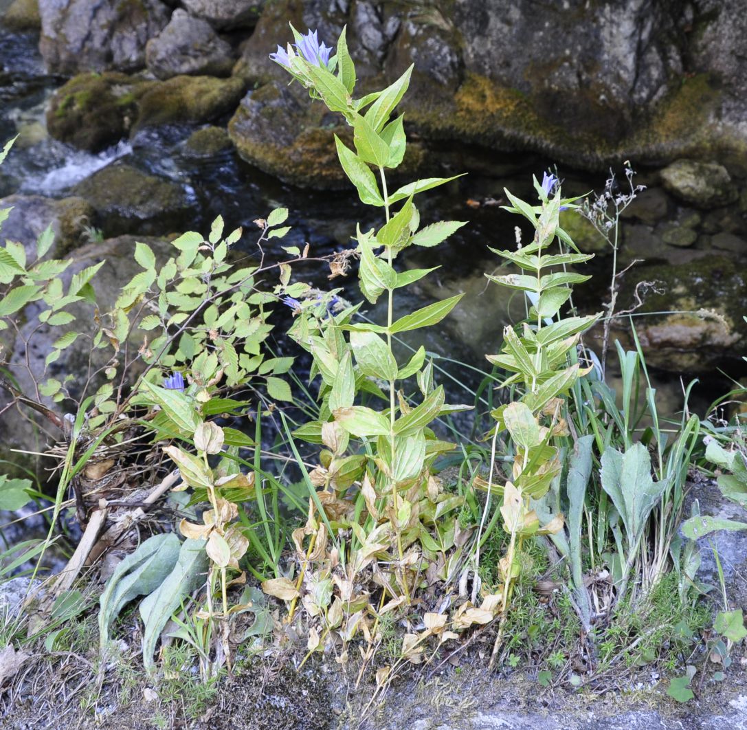 Image of Gentiana asclepiadea specimen.