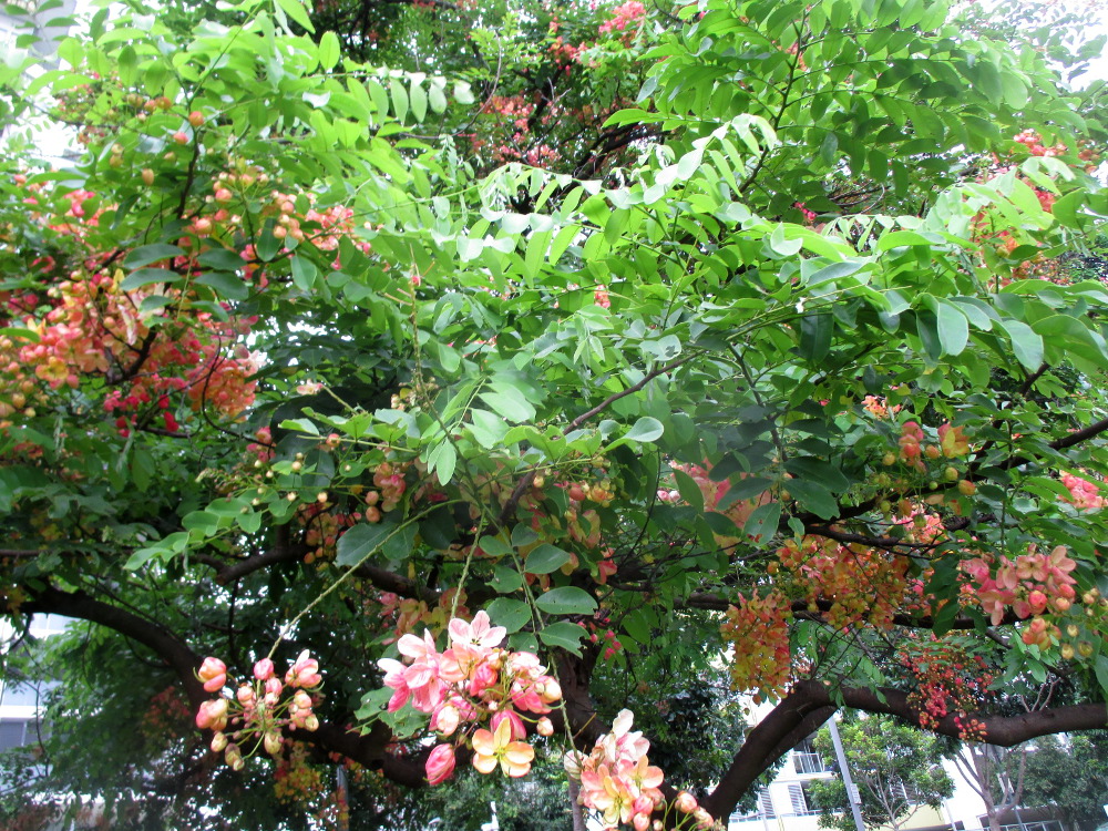 Image of Cassia javanica specimen.