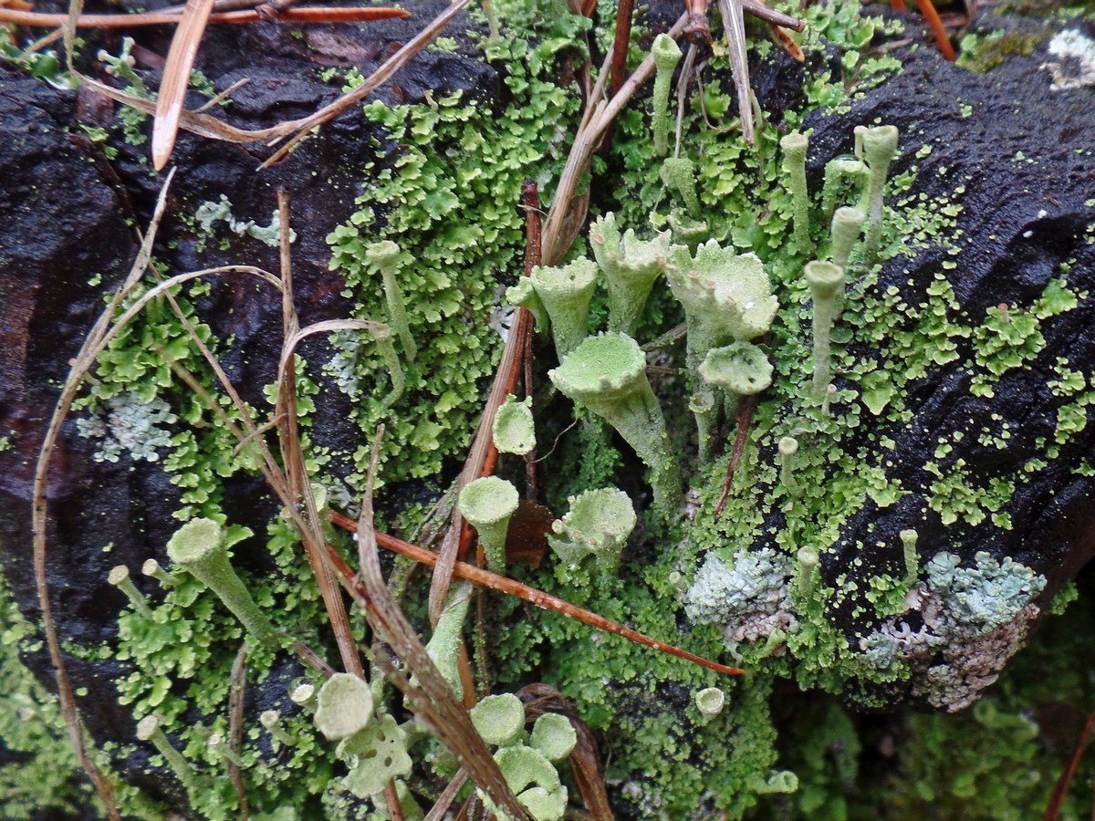 Изображение особи род Cladonia.