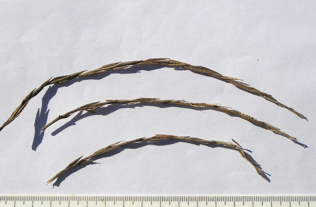 Image of Sisymbrium officinale specimen.