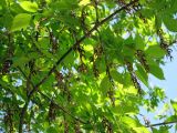 Acer negundo. Ветвь женского дерева с соплодиями. Украина, Киев, Южная Борщаговка, просп. Королёва. 1 мая 2010 г.