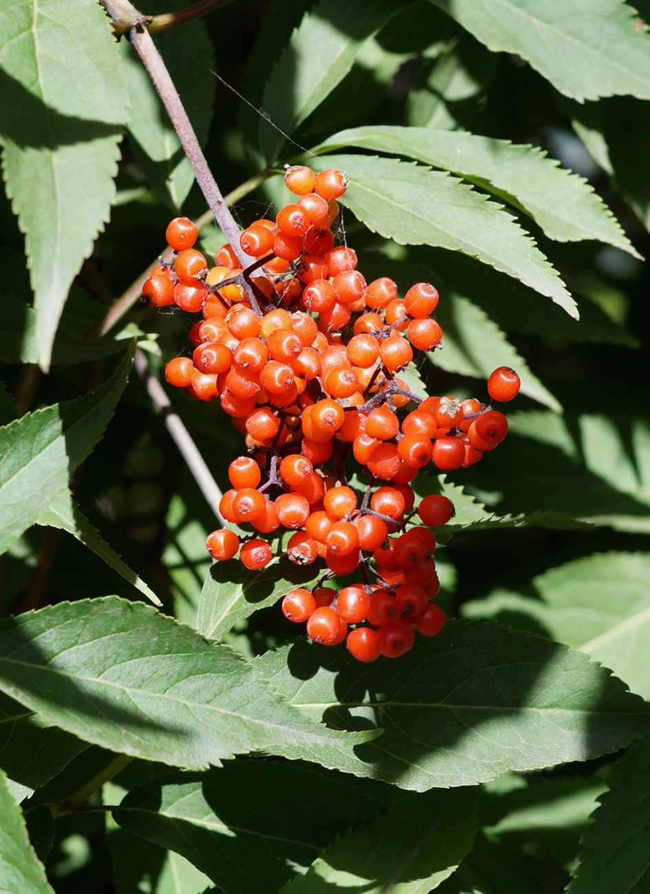 Image of Sambucus kamtschatica specimen.