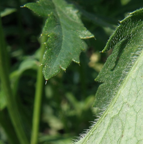 Image of Papaver rhoeas specimen.