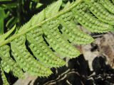 Polystichum lonchitis