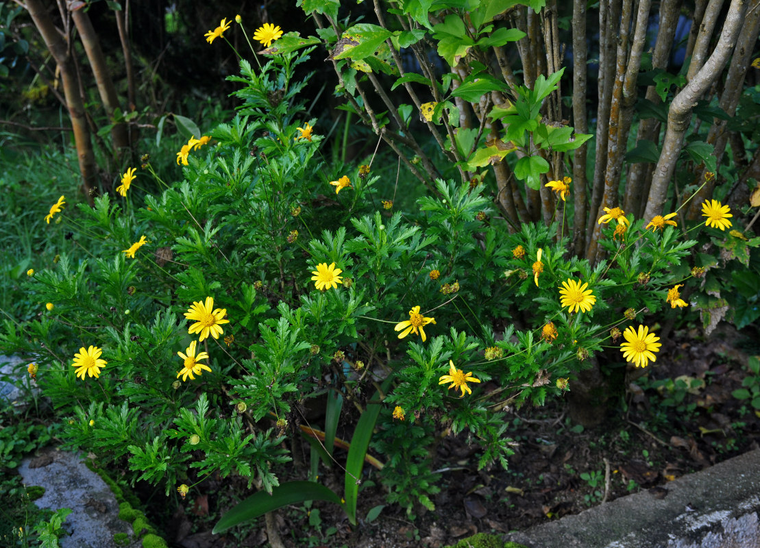 Image of Euryops chrysanthemoides specimen.