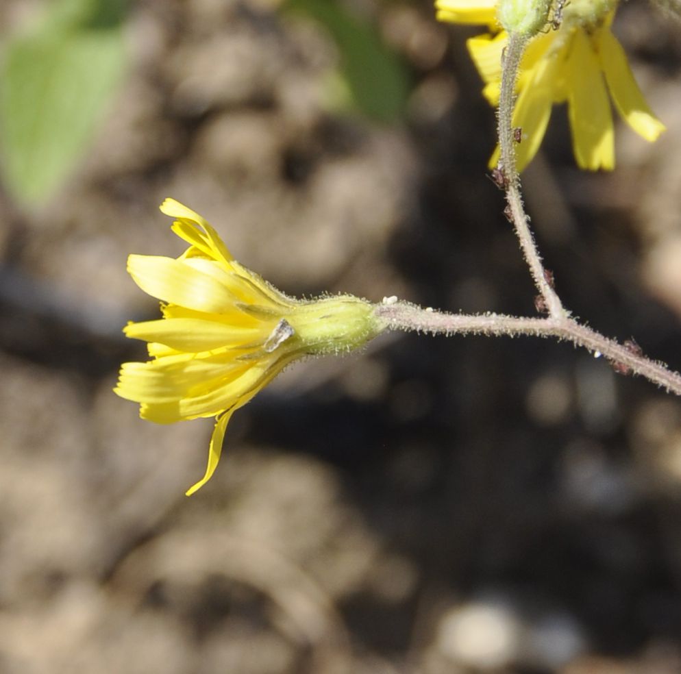 Image of genus Crepis specimen.