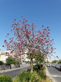 Brachychiton discolor. Цветущее и плодоносящее дерево. Израиль, г. Бат-Ям, в озеленении. 14.06.2017.