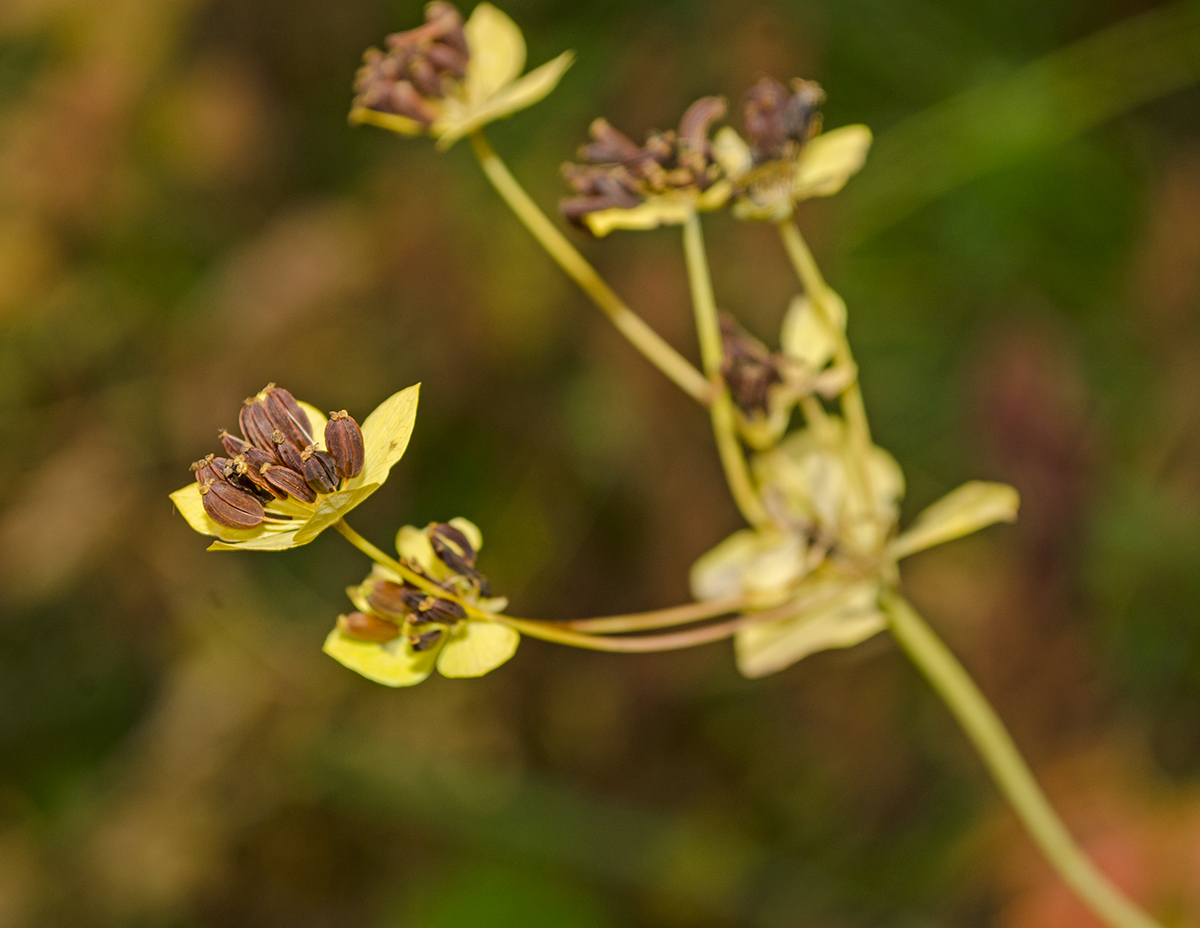 Image of Bupleurum longifolium ssp. aureum specimen.