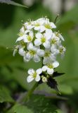 Cardamine leucantha