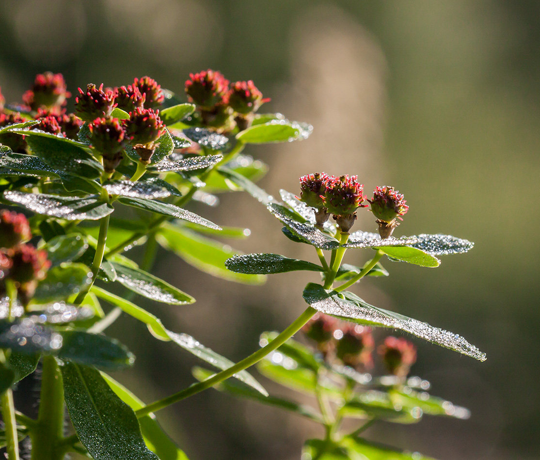 Image of Euphorbia pilosa specimen.