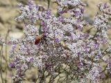 Limonium ferganense. Соцветие с доцветающими цветками и завязавшимися плодами (с кормящейся осой из Sphecinae и прямокрылым из Acrididae). Кыргызстан, Ошская обл., Карасуйский р-н, окр. аила Ак-Терек, между г. Ош и пос. Ноокат; Юго-Западный Тянь-Шань, Ферганская долина, сыртовая равнина на северном шлейфе Алайского хребта в междуречье Аравана и Ак-Бууры, перевал Дозгундован; подгорная пустыня на бедлендах, обнажение светлых гипсоносных пестроцветов, выс. 1400 м н.у.м. 20 августа 2018 г.